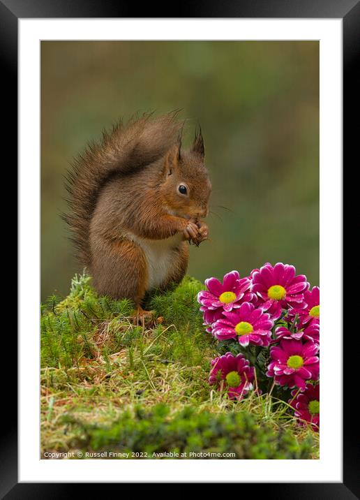 Red Squirrel near flowers in woodland Framed Mounted Print by Russell Finney