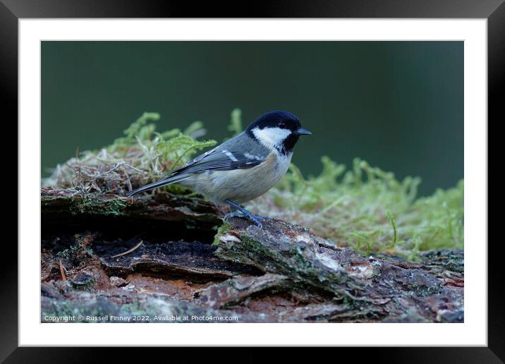 Coal tit in woodland Framed Mounted Print by Russell Finney