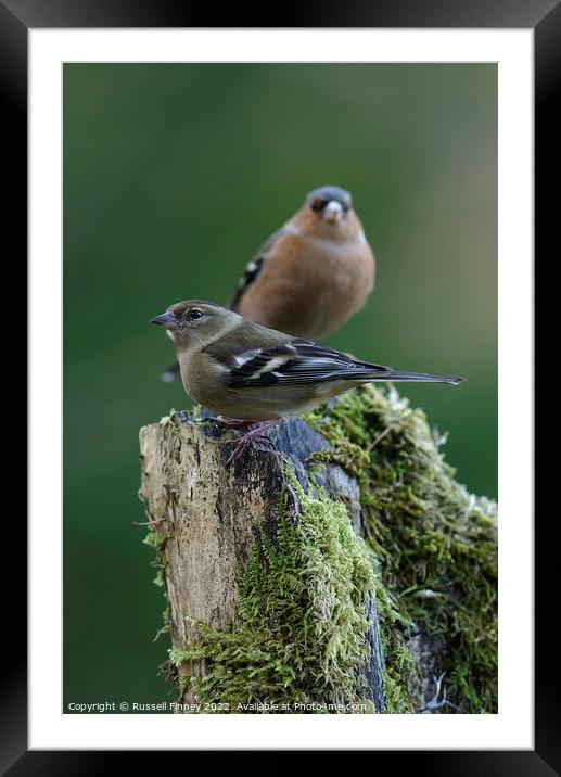 Chaffinch in woodland Framed Mounted Print by Russell Finney