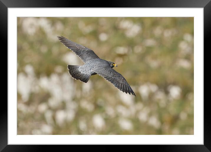 peregrine falcon Framed Mounted Print by Russell Finney