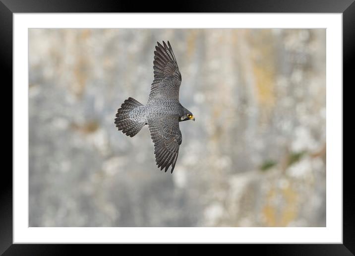 peregrine falcon Framed Mounted Print by Russell Finney