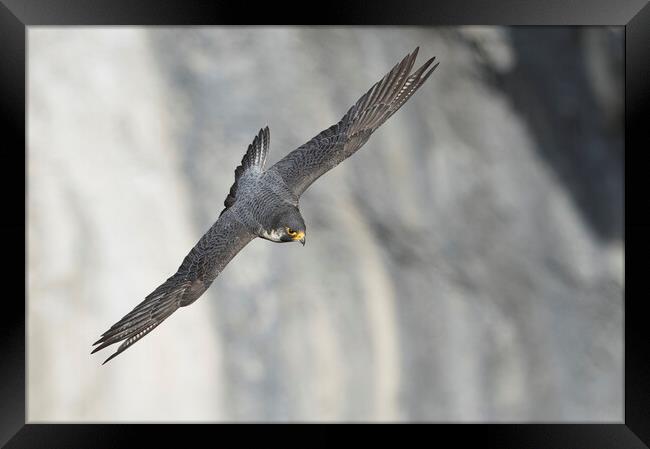 peregrine falcon Framed Print by Russell Finney