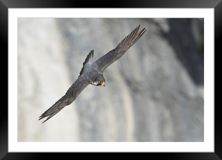 peregrine falcon Framed Mounted Print by Russell Finney