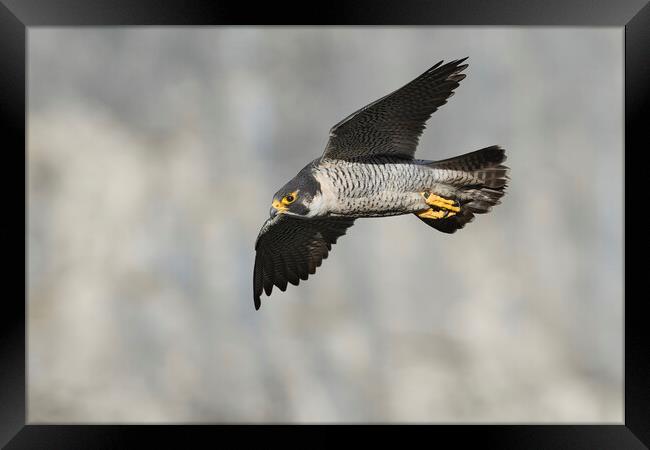 peregrine falcon Framed Print by Russell Finney