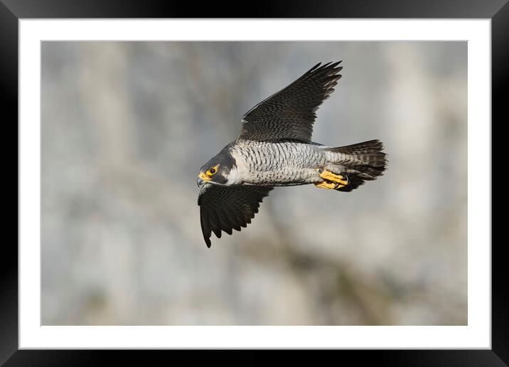 peregrine falcon Framed Mounted Print by Russell Finney