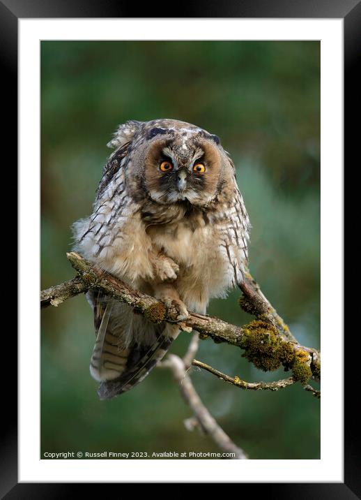 Long Eared Owl  Framed Mounted Print by Russell Finney