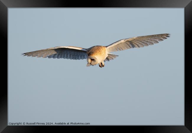 Barn Owl, Tyto alba, quartering a field hunting Framed Print by Russell Finney