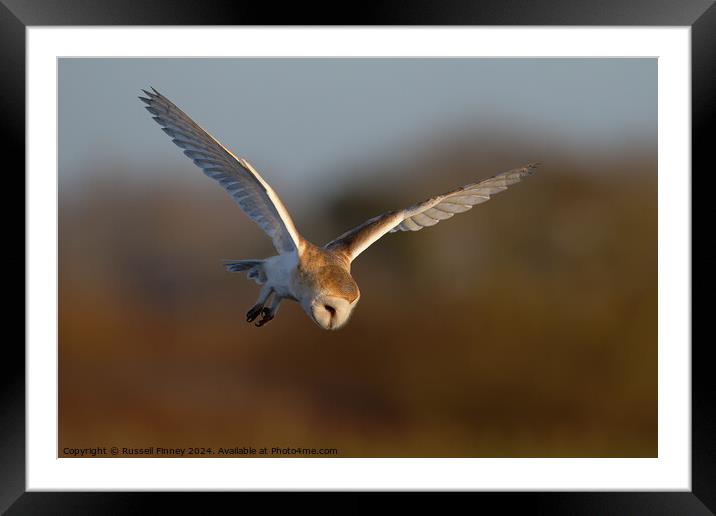 Barn Owl, Tyto alba, quartering a field hunting Framed Mounted Print by Russell Finney