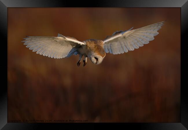 Barn Owl Tyto alba quartering a field hunting Framed Print by Russell Finney