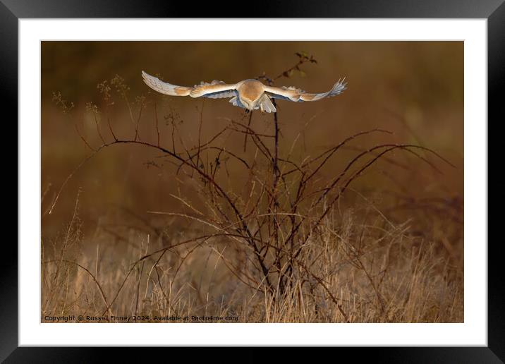 Barn Owl Tyto alba quartering a field hunting Framed Mounted Print by Russell Finney