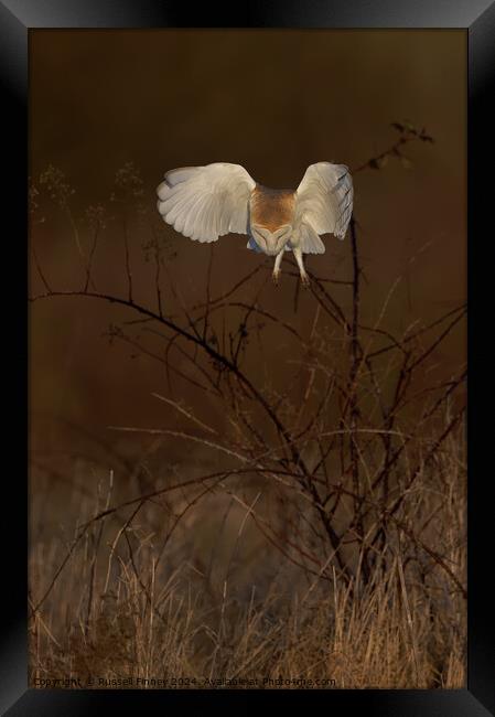 Barn Owl Tyto alba quartering a field hunting Framed Print by Russell Finney