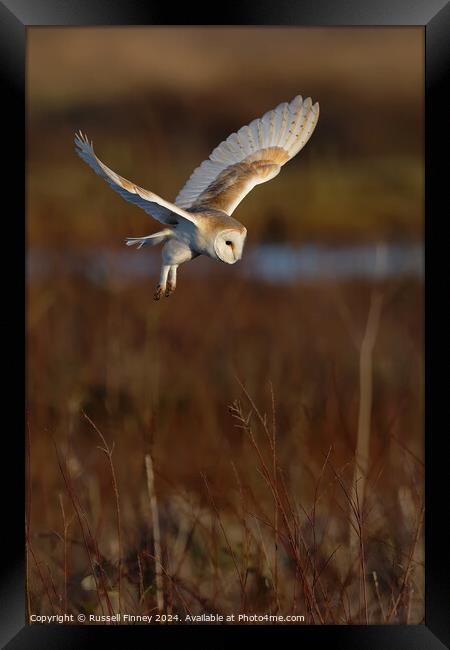 Barn Owl Tyto alba quartering a field hunting  Framed Print by Russell Finney