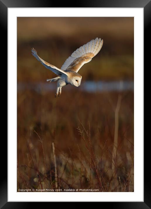 Barn Owl Tyto alba quartering a field hunting  Framed Mounted Print by Russell Finney