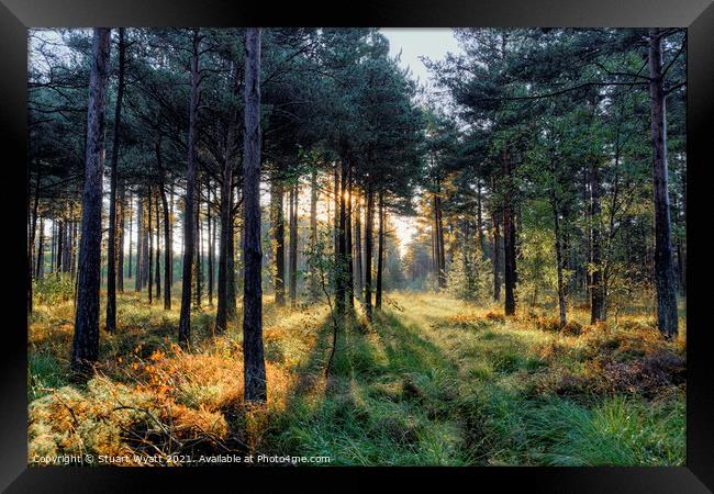 Moors Valley Framed Print by Stuart Wyatt