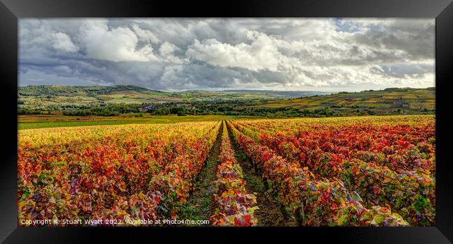 Vineyard Framed Print by Stuart Wyatt