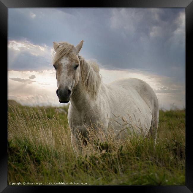 Dartmoor Pony Framed Print by Stuart Wyatt