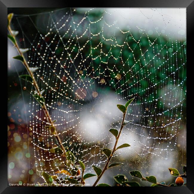 Spider Web Framed Print by Stuart Wyatt