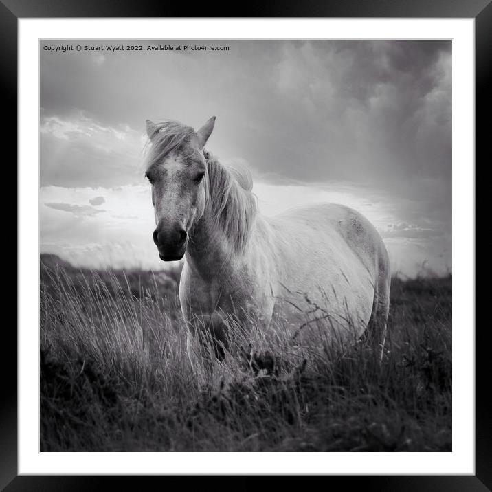 Dartmoor Pony Framed Mounted Print by Stuart Wyatt
