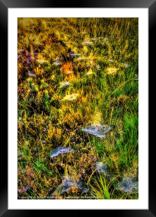 Cobwebs on the forest floor Framed Mounted Print by Stuart Wyatt