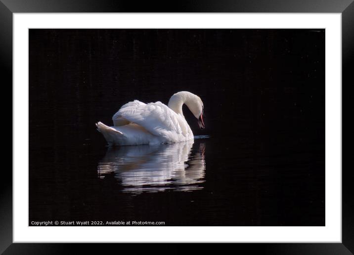 Swan Framed Mounted Print by Stuart Wyatt