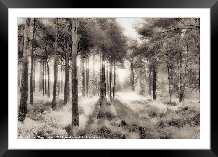 Trees Framed Mounted Print by Stuart Wyatt