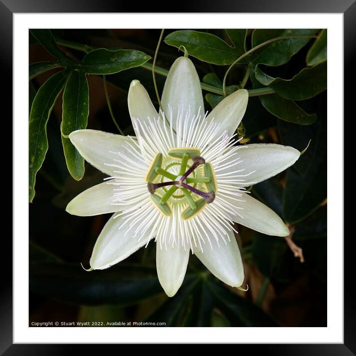 Passion Flower Framed Mounted Print by Stuart Wyatt