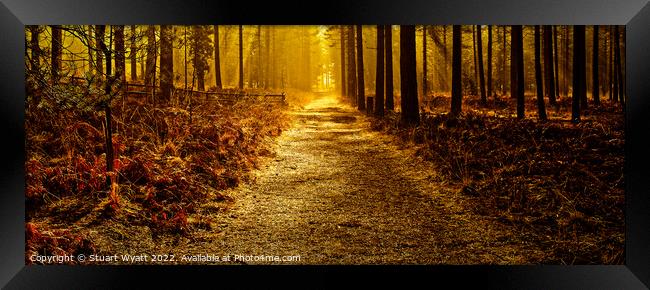 Moors Valley: Autumn Forest Walk Framed Print by Stuart Wyatt