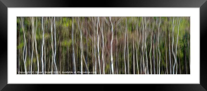Silver Birch Trees Framed Mounted Print by Stuart Wyatt