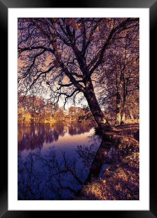 Fall season landscape lake water and autumn tree Framed Mounted Print by Alex Winter