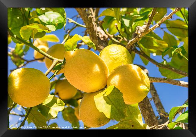 Juicy yellow lemon fruits, Plant tree Framed Print by Alex Winter