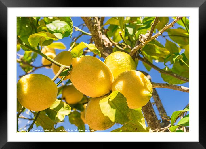 Juicy yellow lemon fruits, Plant tree Framed Mounted Print by Alex Winter