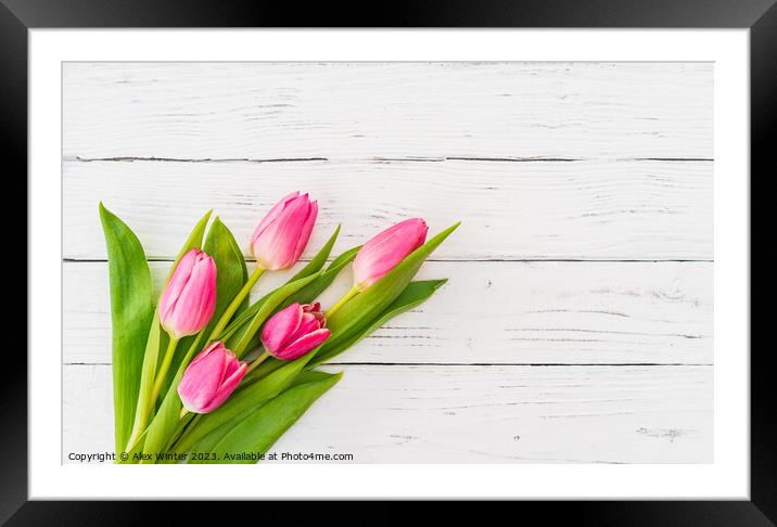 bunch of Pink tulip flowers Framed Mounted Print by Alex Winter