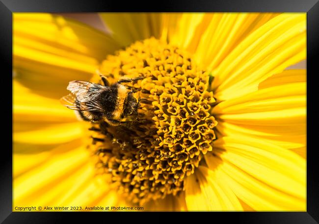 bumblebee sunflower Framed Print by Alex Winter