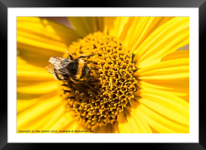 bumblebee sunflower Framed Mounted Print by Alex Winter