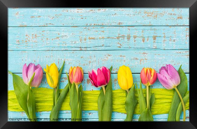 Colorful tulips Framed Print by Alex Winter