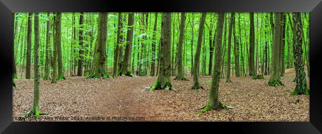 Forest panorama with mossy tree trunks Framed Print by Alex Winter