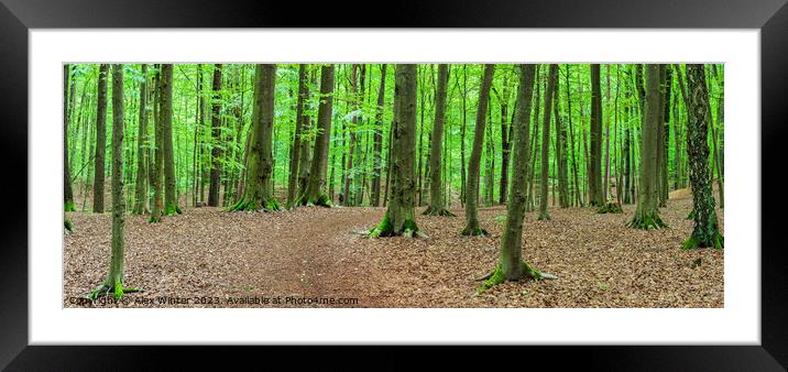 Forest panorama with mossy tree trunks Framed Mounted Print by Alex Winter