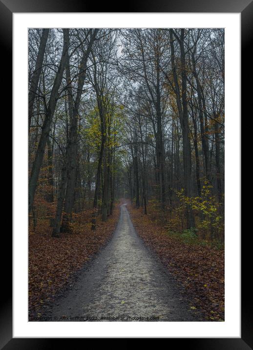forest path on a foggy day at fall Framed Mounted Print by Alex Winter