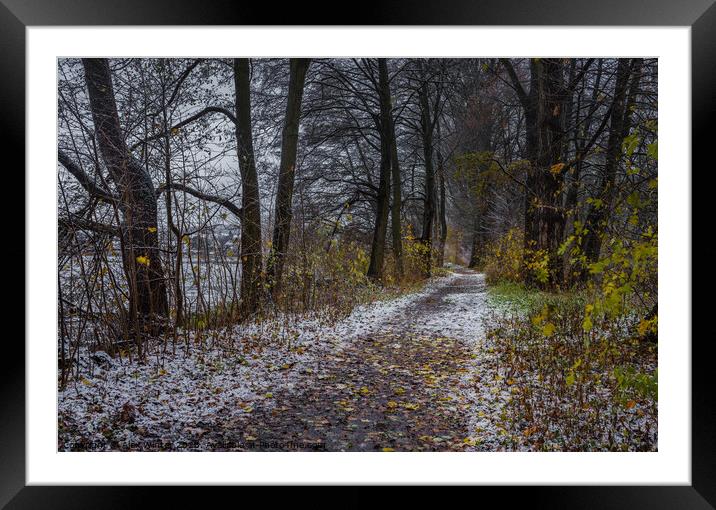 Snowy path, trees Framed Mounted Print by Alex Winter