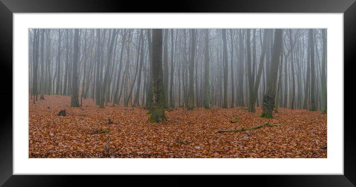 foggy forest Framed Mounted Print by Alex Winter