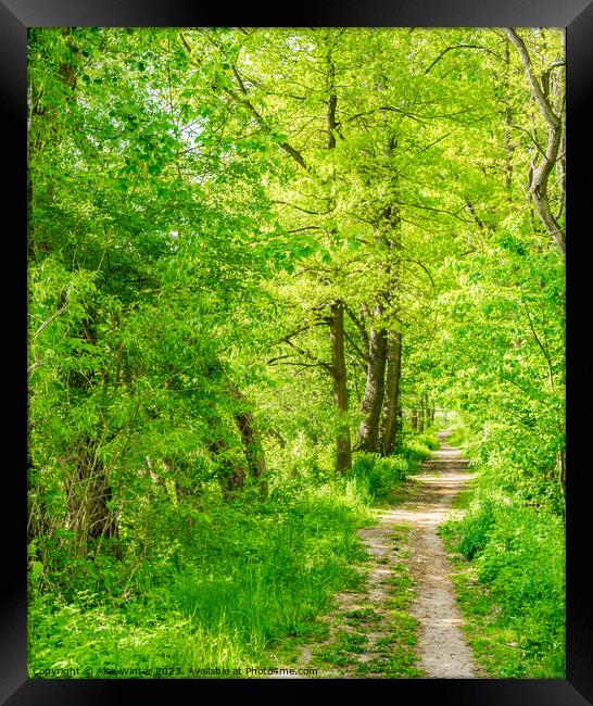Footpath through green spring forest Framed Print by Alex Winter
