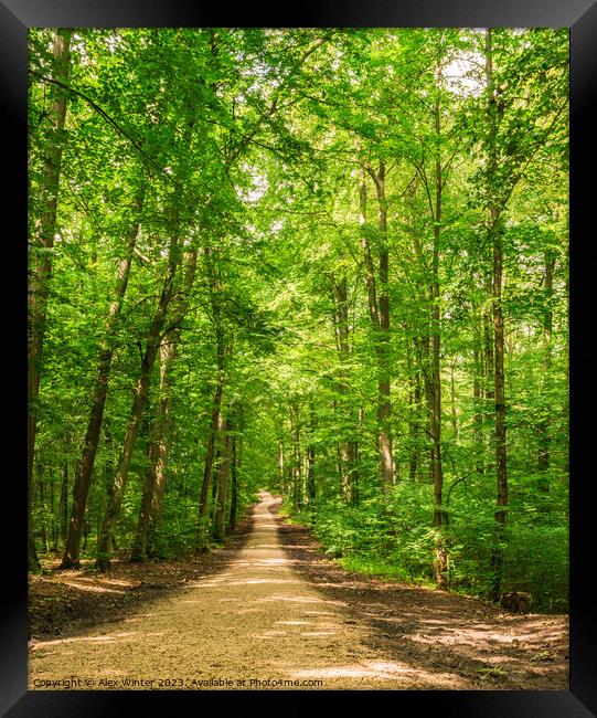 Beautiful track in idyllic green woodland Framed Print by Alex Winter