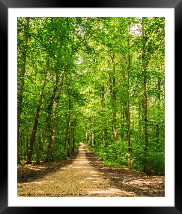Beautiful track in idyllic green woodland Framed Mounted Print by Alex Winter
