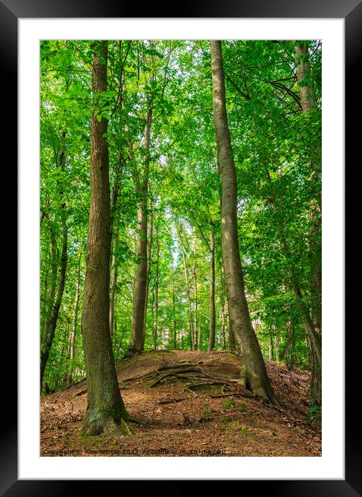 Green forest trees on hill Framed Mounted Print by Alex Winter