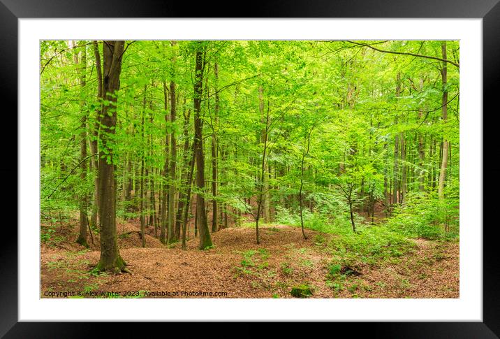 Green woodland with deciduous trees Framed Mounted Print by Alex Winter