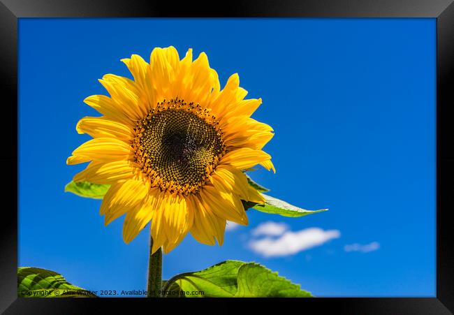 Sunflower with blue sunny and cloudy sky  Framed Print by Alex Winter