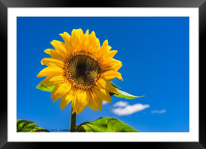 Sunflower with blue sunny and cloudy sky  Framed Mounted Print by Alex Winter