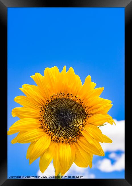 Yellow sunflower head with blue sunny and cloudy s Framed Print by Alex Winter