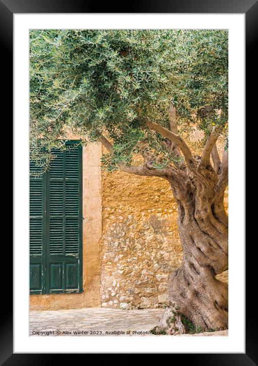 olive tree in front of rustic mediterranean house Framed Mounted Print by Alex Winter