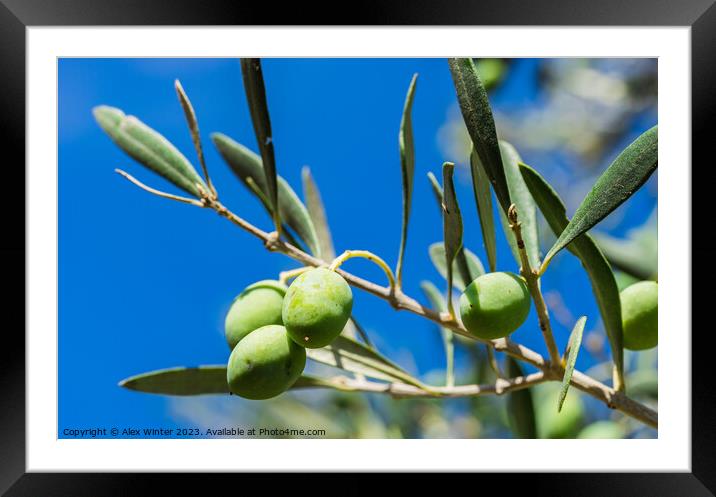 olive tree Framed Mounted Print by Alex Winter